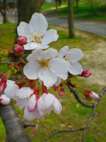 公園の桜 公園の桜