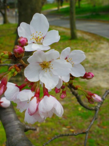 公園の桜