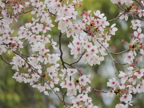 公園の桜 公園の桜