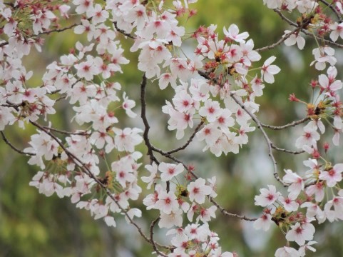 公園の桜