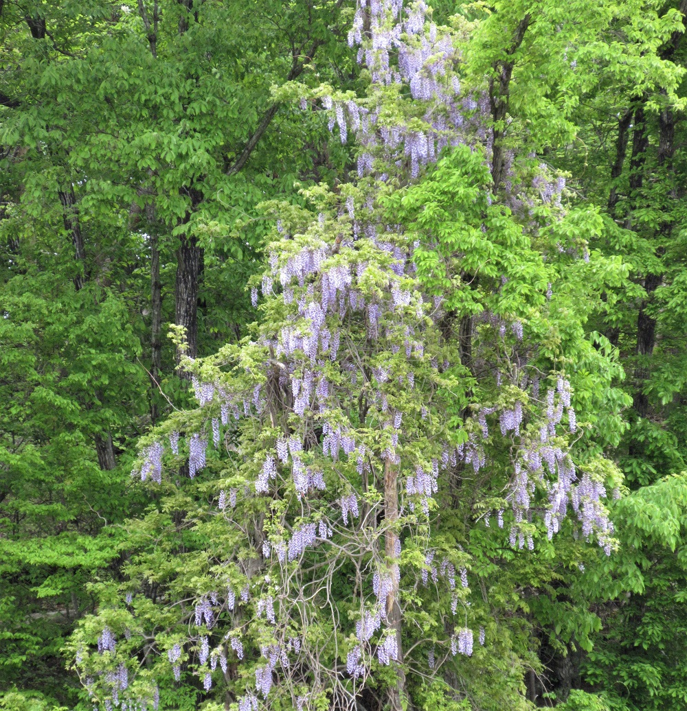 東の森に咲く藤の花