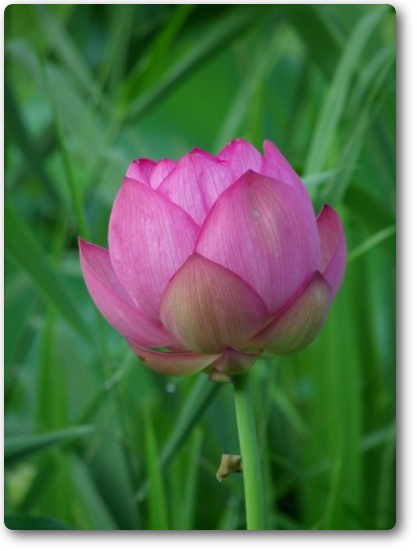 蓮花 蓮花