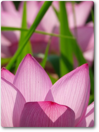 蓮花 蓮花