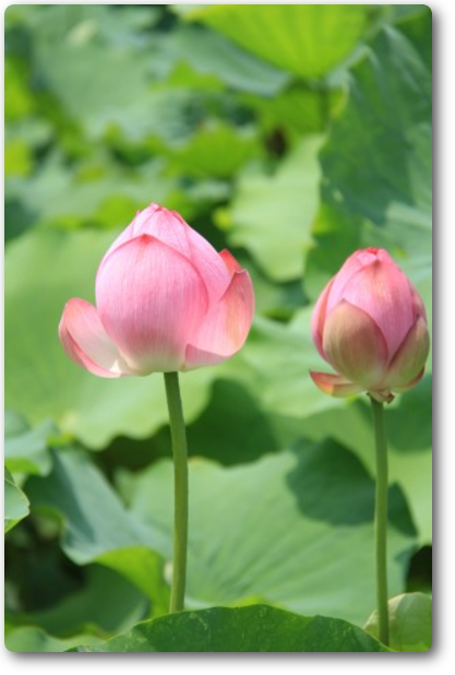 蓮の蕾 蓮の蕾